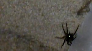 Glowing Spider Eyes