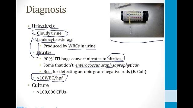 Почки USMLE - 5. Другие темы по почкам - 1.Инфекции мочевыводящих путей (Boards and Beyond)