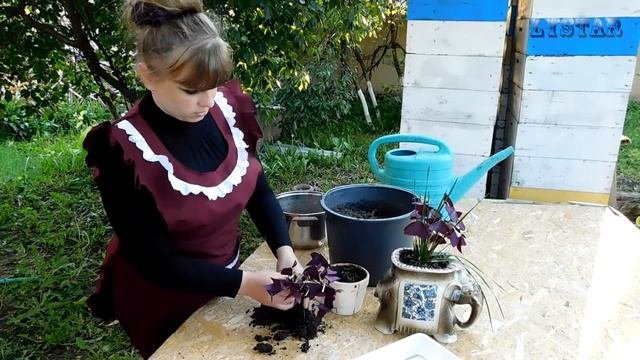 КИСЛИЦА пересадка выращивание уход полив болезни посадка! Как посадить кислицу.