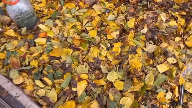 Дача наприкінці жовтня??Роботи завжди вистачає#доглядзасадомвосени#грядкинагороді#город#сад#нашадач