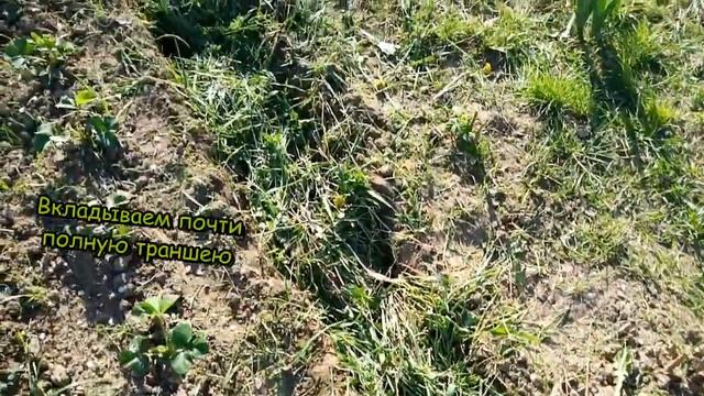 Делаем грядку-траншею для огурцов. смотреть онлайн