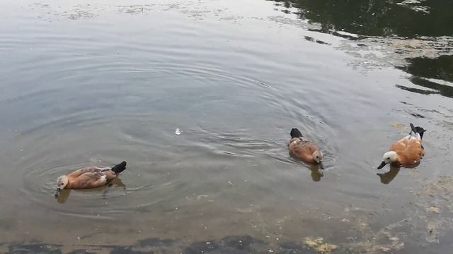 Утки на Золотом пруду в парке Сокольники смотреть онлайн