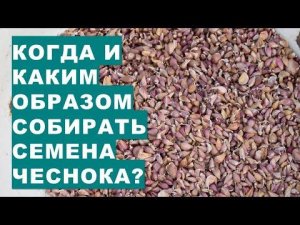 Когда и каким образом собирать семена чеснока?