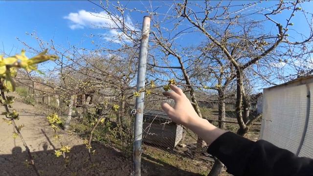 черешня. формировка UFO. смотреть онлайн