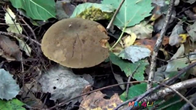 Польский гриб. Моховики и Подберезовики. смотреть онлайн