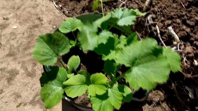 Конец мая. Арбузы, дыни, огурцы, кабачки, тыквы. смотреть онлайн