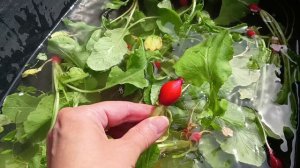 ПЕРВЫЕ РАБОТЫ В ОГОРОДЕ/ ПОСАДКА КАПУСТЫ/ ЛУК/ МОРКОВЬ/ ПЕТУНИЯ/ СОБАКИ НА ДАЧЕ