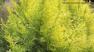 Ива удская Голден Саншайн. Краткий обзор, описание характеристик salix udensis Golden Sunshine