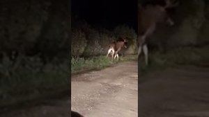 Вологодская обл. Сентябрь. Гон у лосей