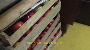 Календарь посева различных культур с января по декабрь