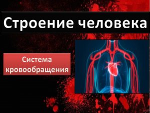 Кровообращение  Кровеносная система  Сердце  Строение организма Строение человека