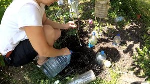Размножение роз черенками