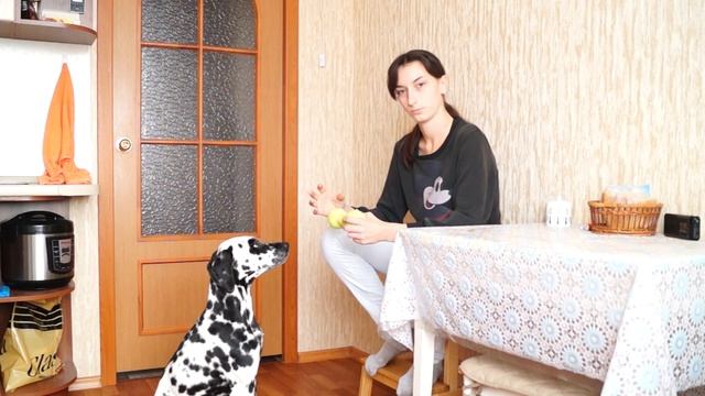 Команда Держи.Как Научить Команде Держи?!
