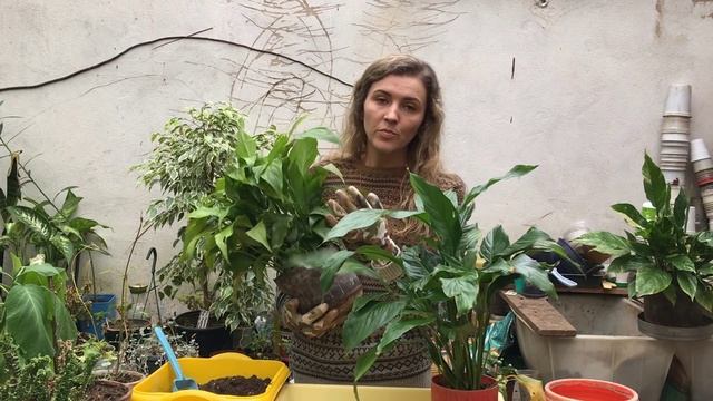 СПАТИФИЛЛУМ ❤️ ЖЕНСКОЕ СЧАСТЬЕ ❤️ уход и пересадка