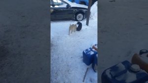 Щенки от Алабая 4 месяца