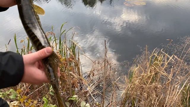 Мы не ДУМАЛИ, что в этом ПРУДУ остались ЩУКИ! | Рыбалка на ЖАБОВНИКЕ