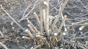 Обрезка инжира. легче обрезать 30, чем укрыть один!)