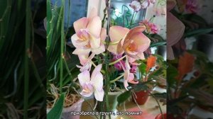 #ОРХИДЕИ ?Самая дорогая в коллекции?Цветение Легато? #фаленопсис #цветы #растения #shorts