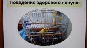 Покупка попугая! Как выбрать здорового попугая и не купить больного.