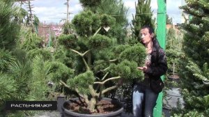 Большой хвойный бонсай / дерево бонсай / хвойные растения