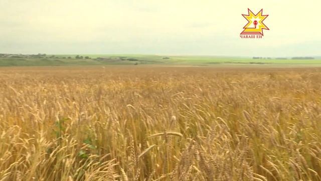 Специалисты Россельхозцентра провели фитомониторинг