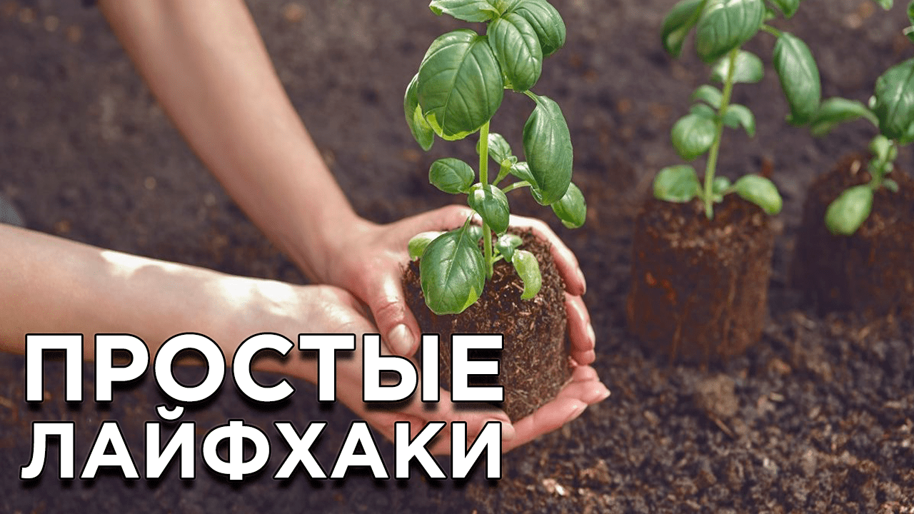 Как упростить уход за рассадой после высадки смотреть онлайн