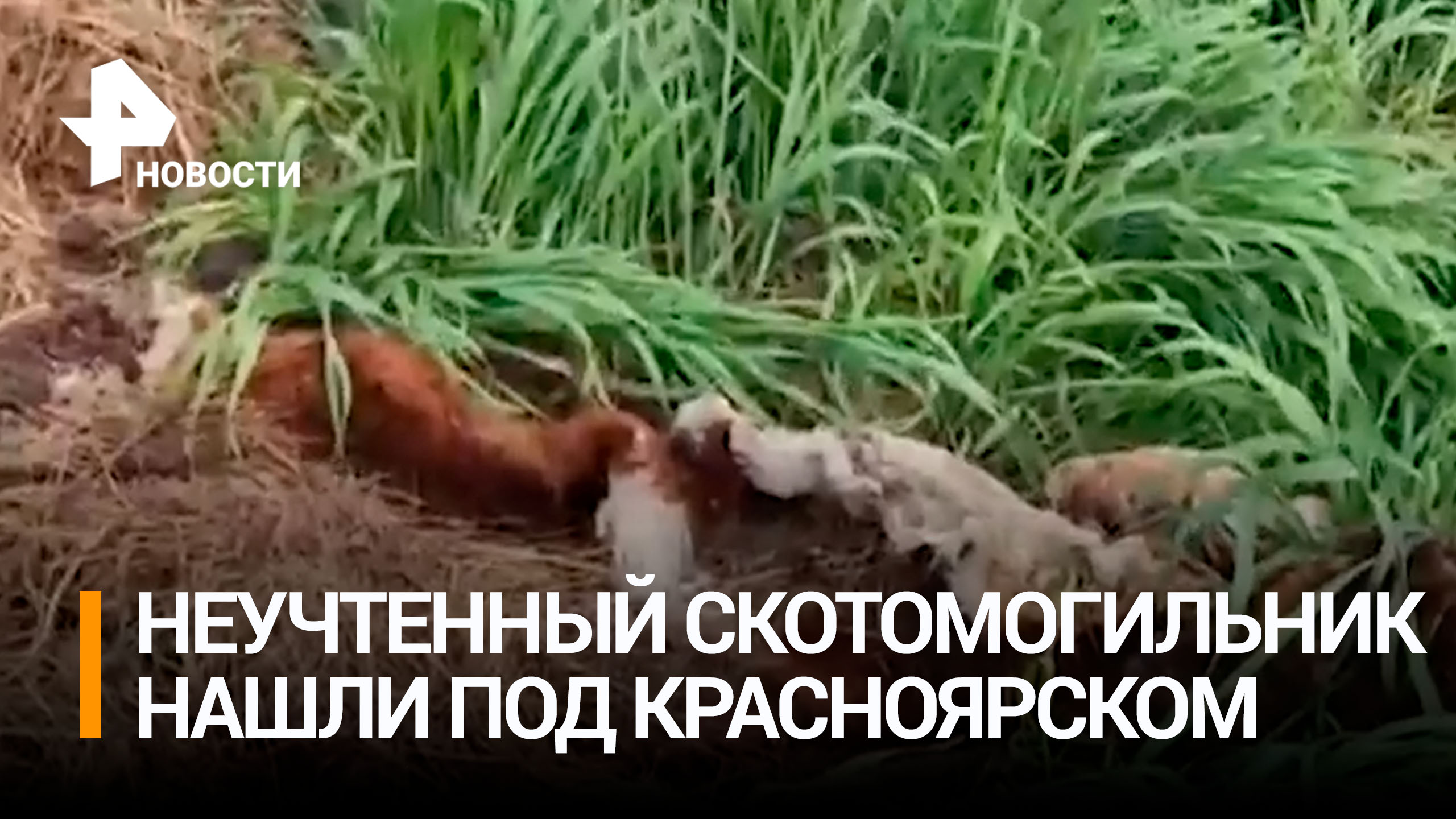 Скотомогильник обнаружили рядом с жилыми домами под Красноярском / РЕН Новости