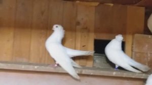 Брянские статные голуби московская область