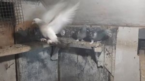 Турецкая Такла начало.