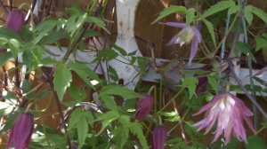 Зацветают княжики. Хороши все,но один лучше всех.