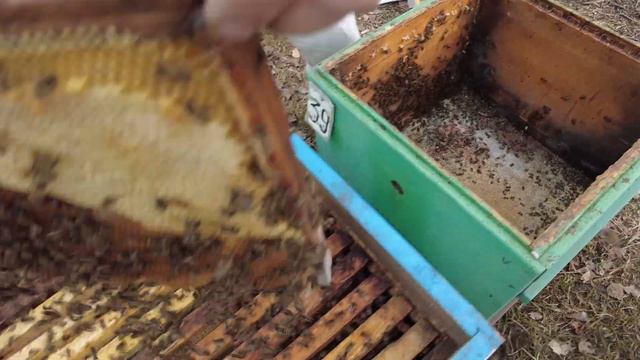 Пересадка пчел для продажи, Пасека Старчевских, Сибирь смотреть онлайн