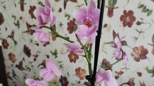 У меня новинка мультифлора! Покупки удобрений для цветения и иммунитета орхидей!