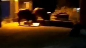 Как отвадить диких кабанов