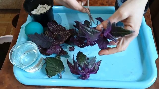 Этот цветок должен быть в каждом доме. Посеем Пожуем смотреть онлайн