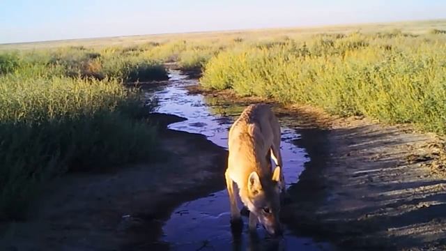 Астраханская степь