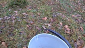 Дополнение к обзору сада и посев семян корейской пихты в поле.