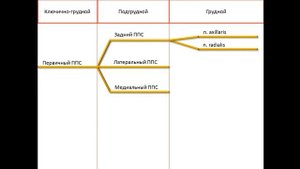 Как выучить ПЛЕЧЕВОЕ СПЛЕТЕНИЕ быстро??? ПОЛНЫЙ РАЗБОР ПЛЕЧЕВОГО СПЛЕТЕНИЯ.