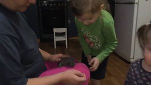 Родился первый котёнок у британской кошки