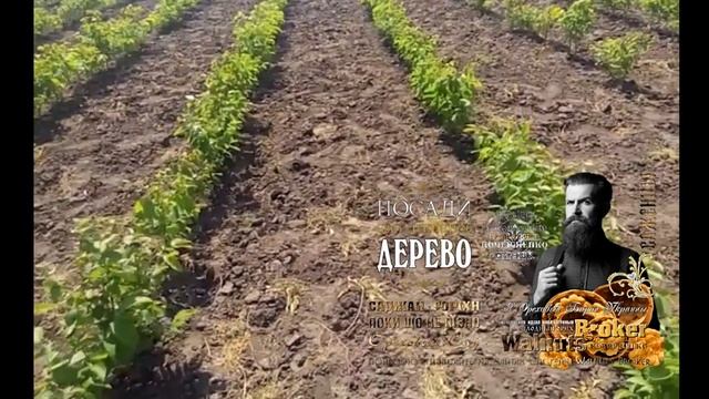 Саженцы ореха Кочерженко видео, Walnuts Broker