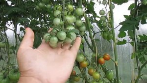 ОБЗОР ТОМАТА " КРАСНАЯ ВИШНЯ"!