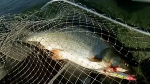 Рыбалка в Астрахани весной на воблеры.