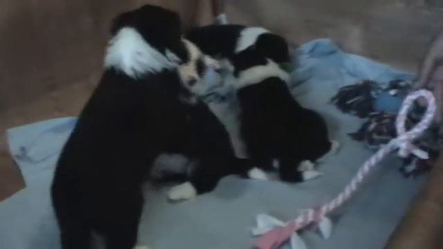 Border collie pupies 5 weeks- щенки бордер колли 5 недель