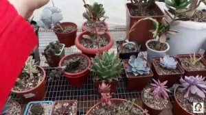 Цветущие зимой Суккуленты. Домашнее цветение Суккулентов.
