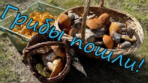 ГРИБЫ ПОШЛИ! 15.07.23 Владимирская область. Сбор грибов на старом месте. #26