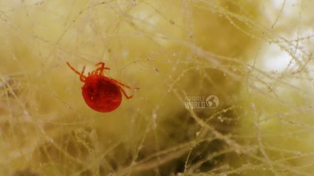 Водяной клещ Hydrachnidia под микроскопом.