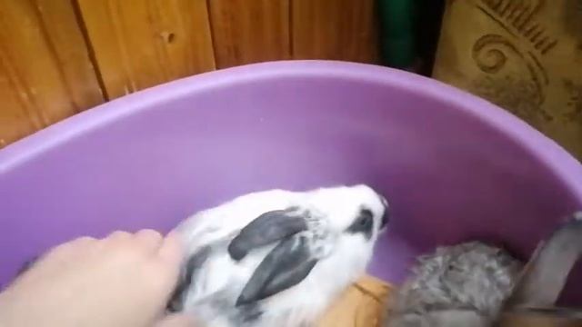 Кормление крольчат