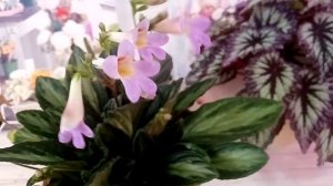 Как цветёт декоративно-лиственная бегония!?