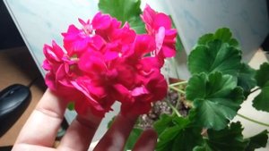 Зональная пеларгония Фи Сериз Полина Fee Cerise Polina.