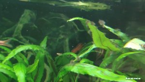 Сайдекс: применение в аквариуме