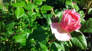 Розы ДЕВИДА ОСТИНА в моем саду. 28.05.23